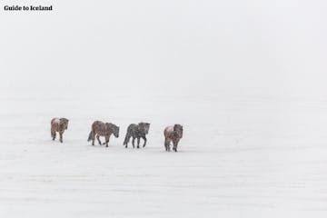 icelandic-horses-are-tough.jpg