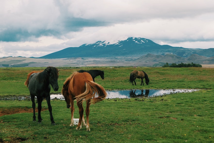 Hekla volcano in Iceland is one of the country's most explosive.