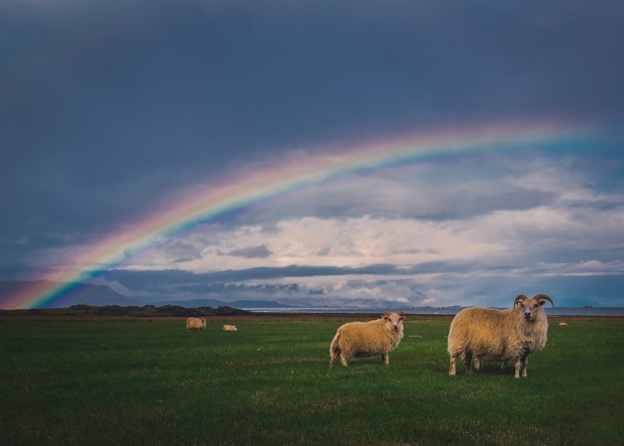 Ein Paar isländischer Schafe.