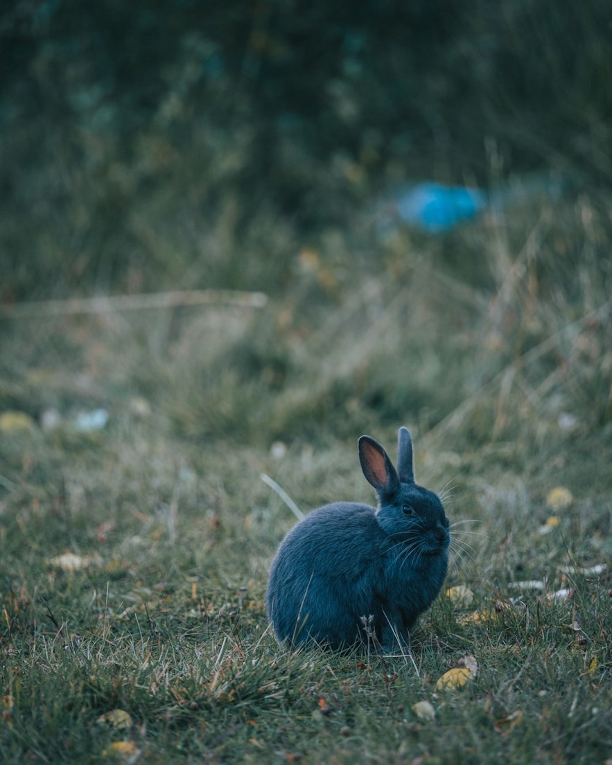 Ein Kaninchen in der Natur bei Reykjavik.