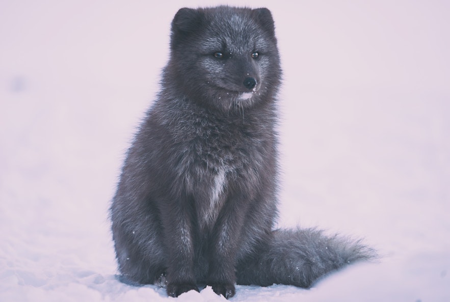 An arctic fox in Iceland.