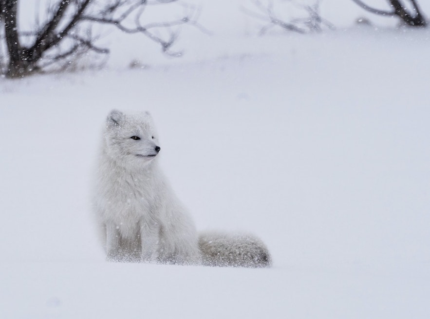 겨울철 흰색의 아이슬란드 북극 여우