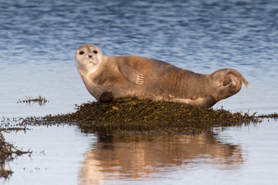 A seal hauling out on shore.