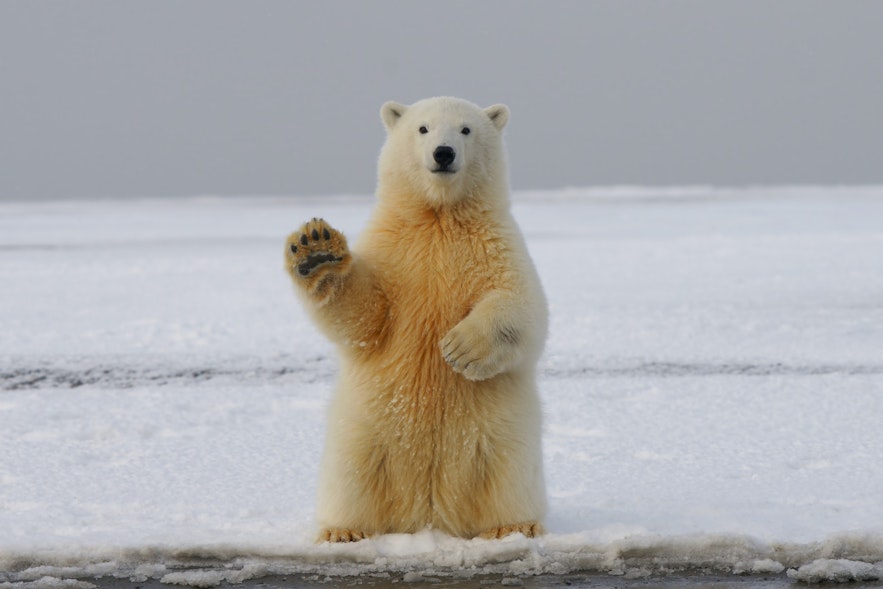 북극곰은 아이슬란드 토착 동물은 아니며, 그린란드에서 종종 발견되곤 합니다.
