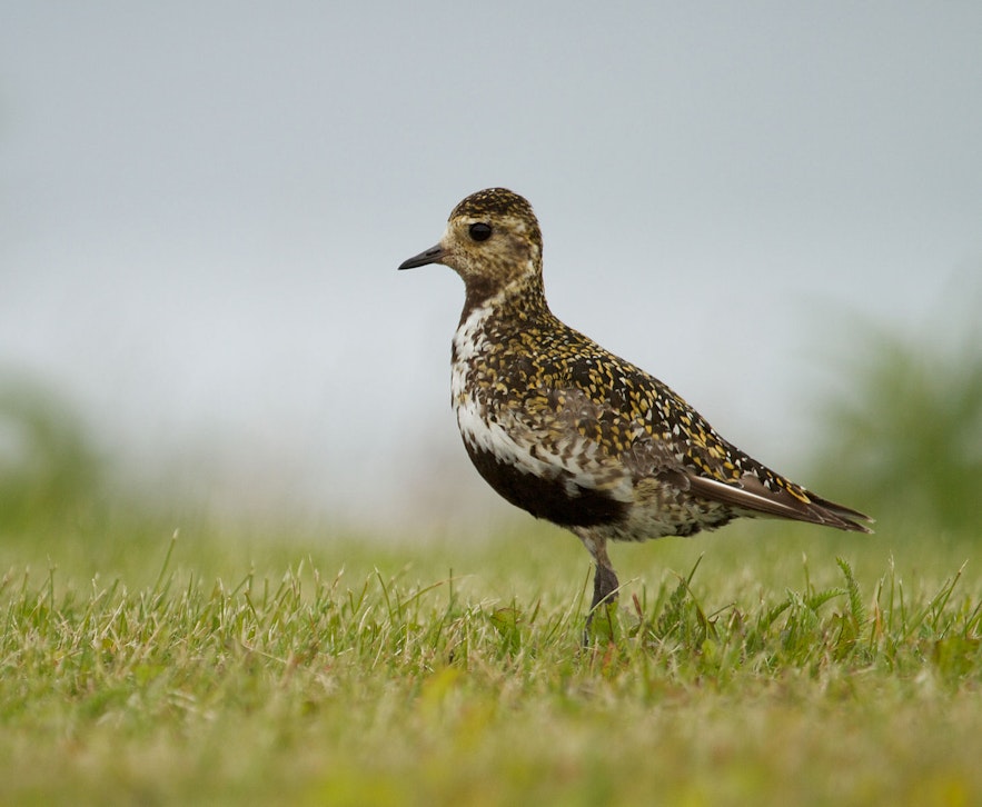 Golden Plovers are a sign of the coming summer in Iceland.