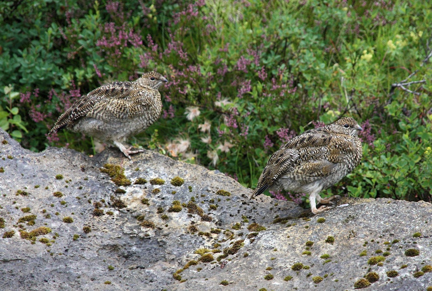 Rock ptarmigans change plumage by season in Iceland.