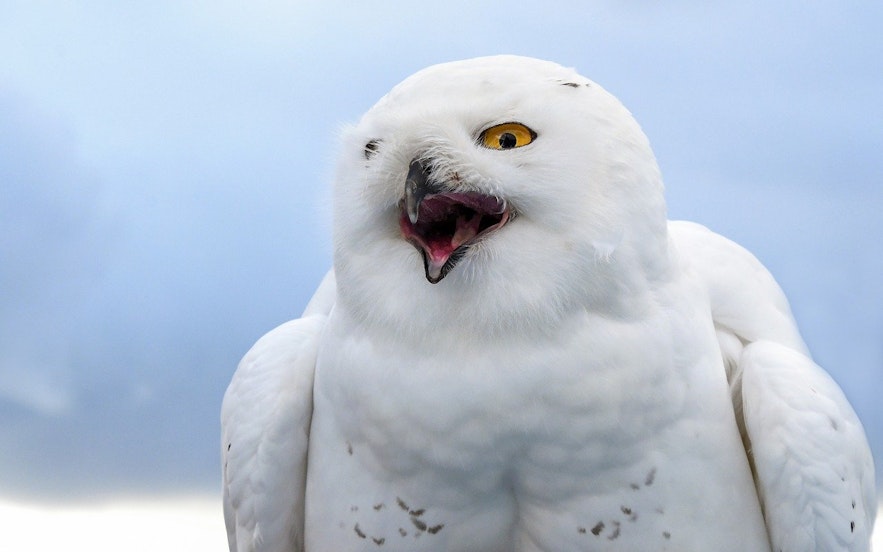 One of Iceland's most elusive and beautiful animals is the rarely seen Snowy Owl.