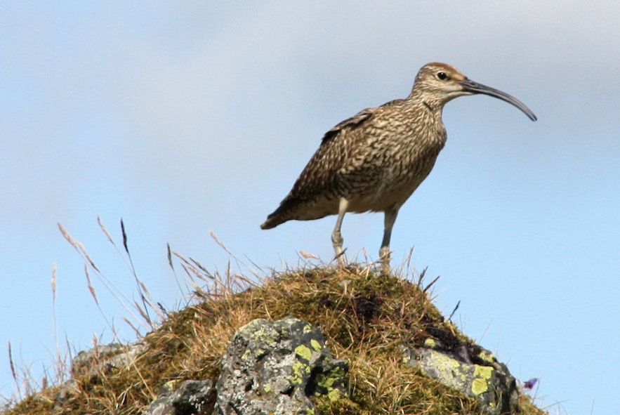 Whimbrels can be found across Iceland's coasts and wetlands in summer.