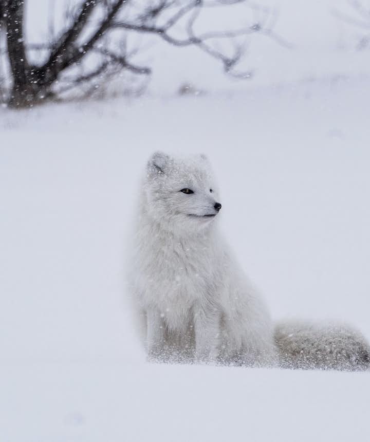 Arctic foxes look beautiful but have quite a bite!