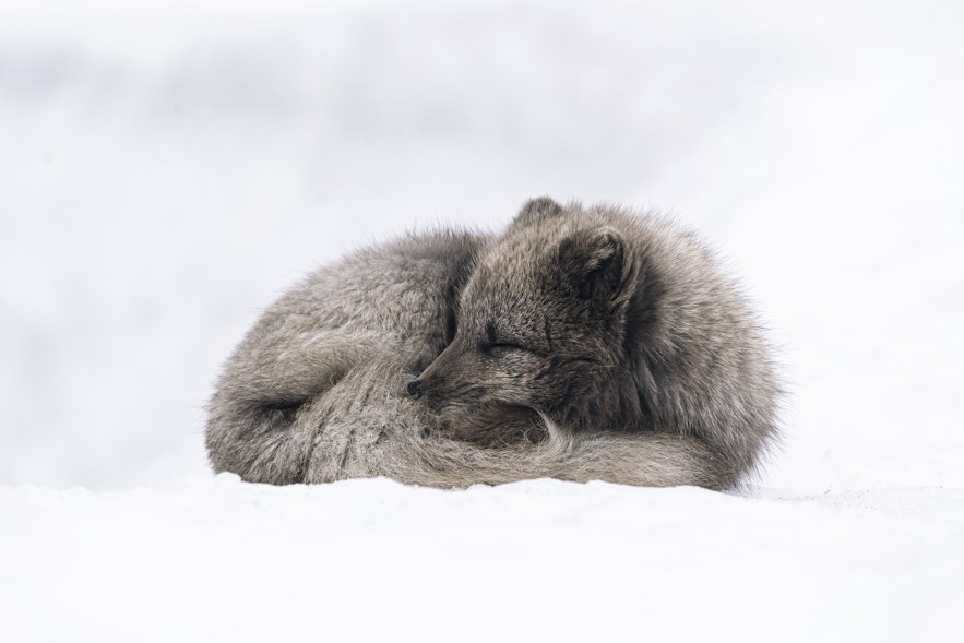 Arctic Foxes will often wrap their tails around their bodies in order to preserve heat.