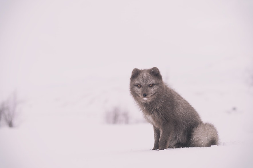 Young Arctic Foxes wear black coats, changing in colour as they reach sexual maturity.