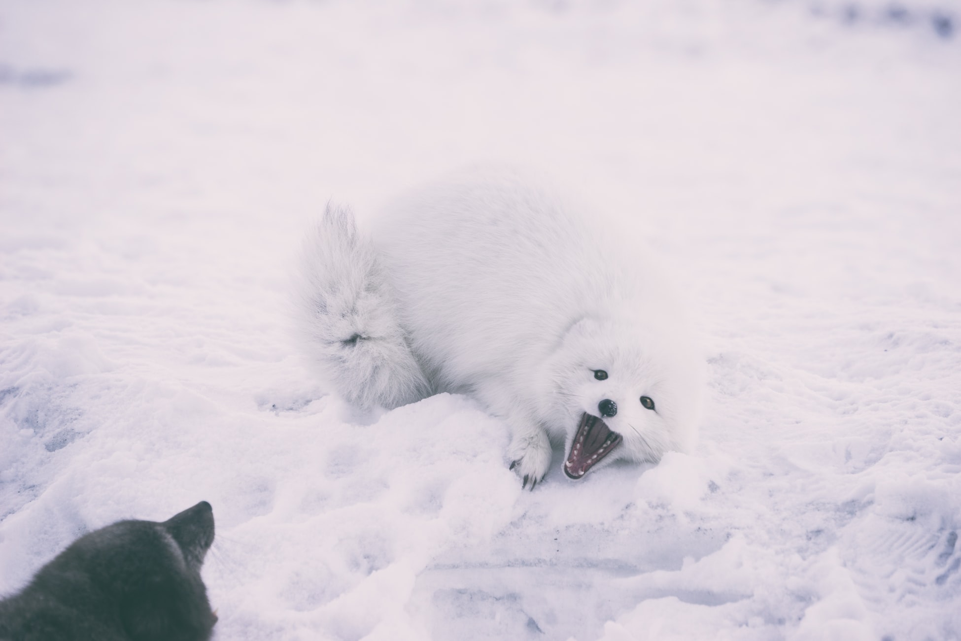 tame arctic fox