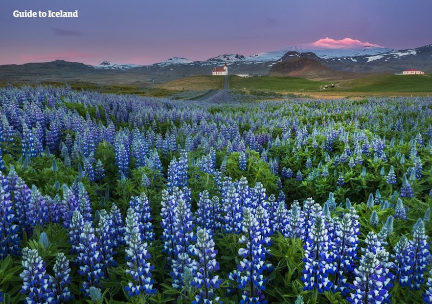 Campos florecidos durante el verano en Islandia