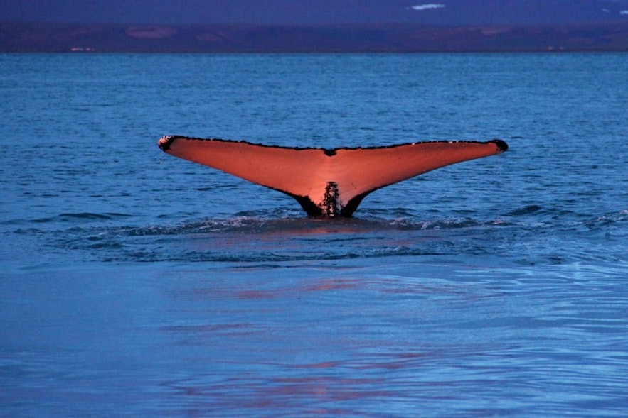 A whale raises its flukes under the Midnight Sun.