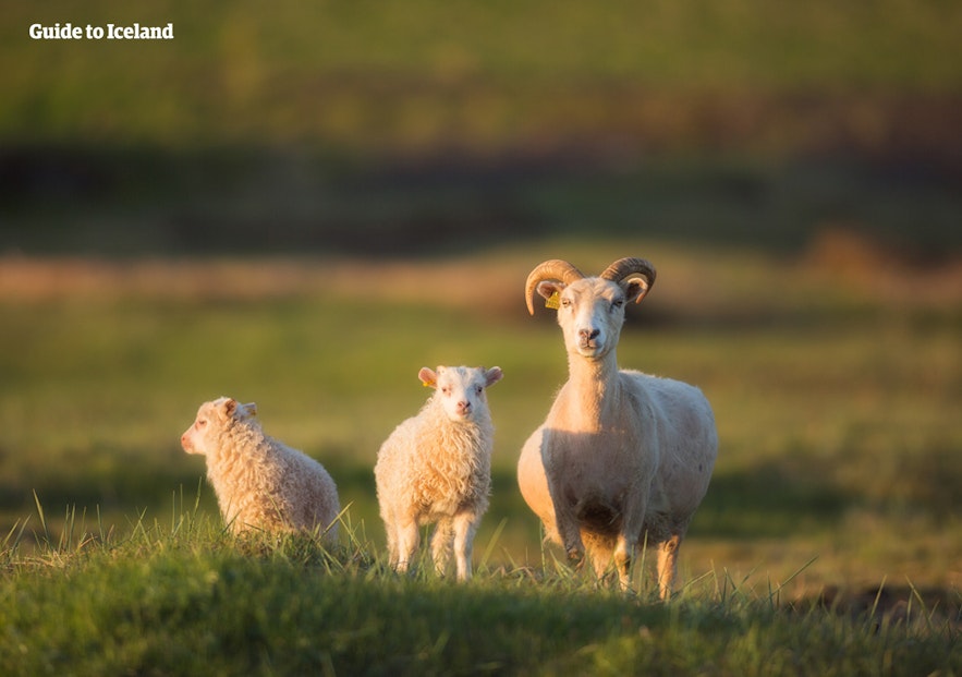 Islandzkie owce latem swobodnie wędrują po wiejskiej okolicy.