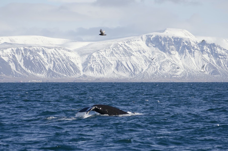 아이슬란드에서 11월에 진행되는 고래관측 투어로 짜릿한 모험을 즐길 수 있습니다.