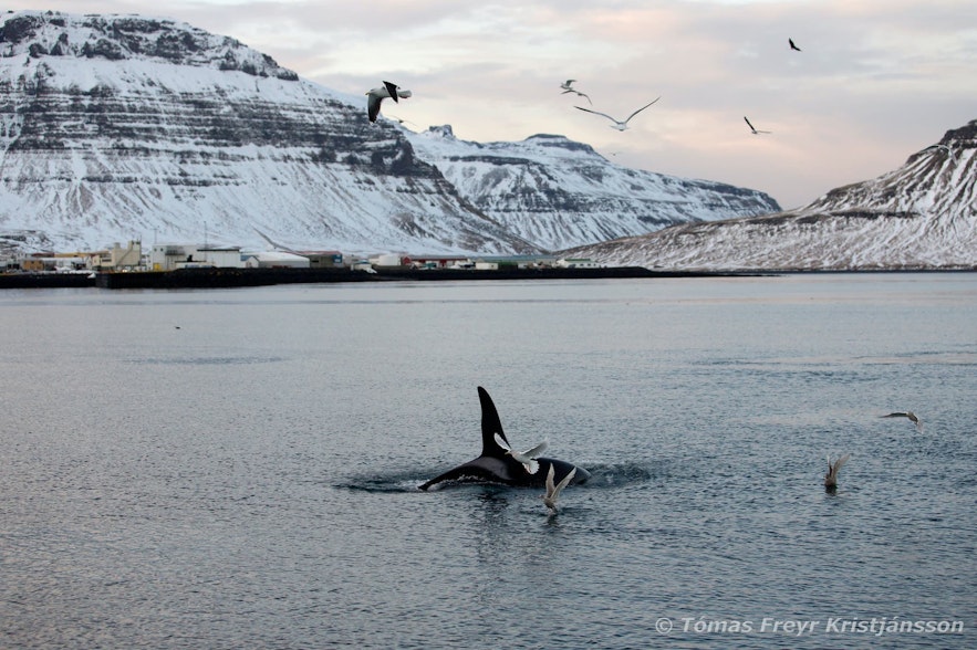 图为12月间在冰岛斯奈山半岛附近拍摄的虎鲸