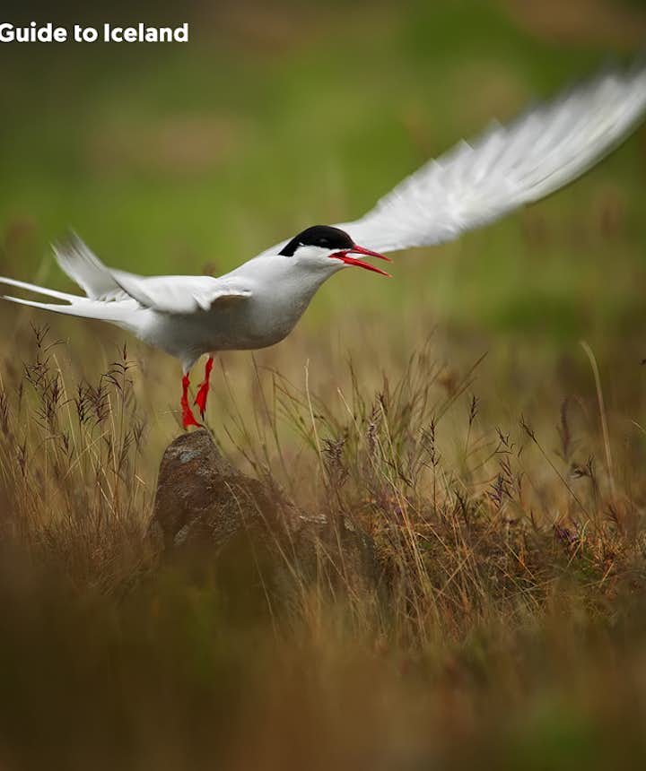 Arctic terns nest on ground level, not requiring trees and forests to thrive.