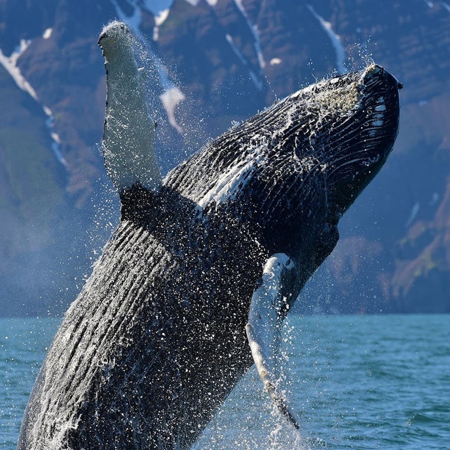 A Humpback whale jumping majestically out of the water.
