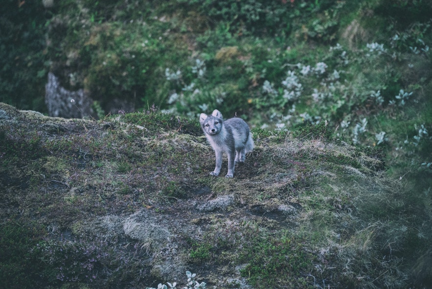 Hornstrandir ist ein geschütztes Naturschutzgebiet und beherbergt eine große Population des Polarfuchses, dem einzigen einheimischen Säugetier in Island.