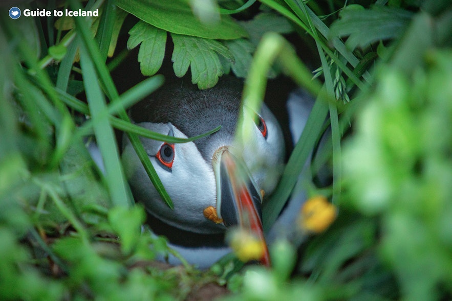 A puffin hiding in the grass.