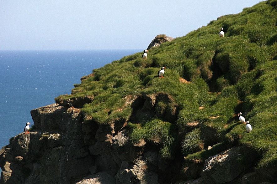 The cliffs at Ingólfshöfði are home to many puffins.