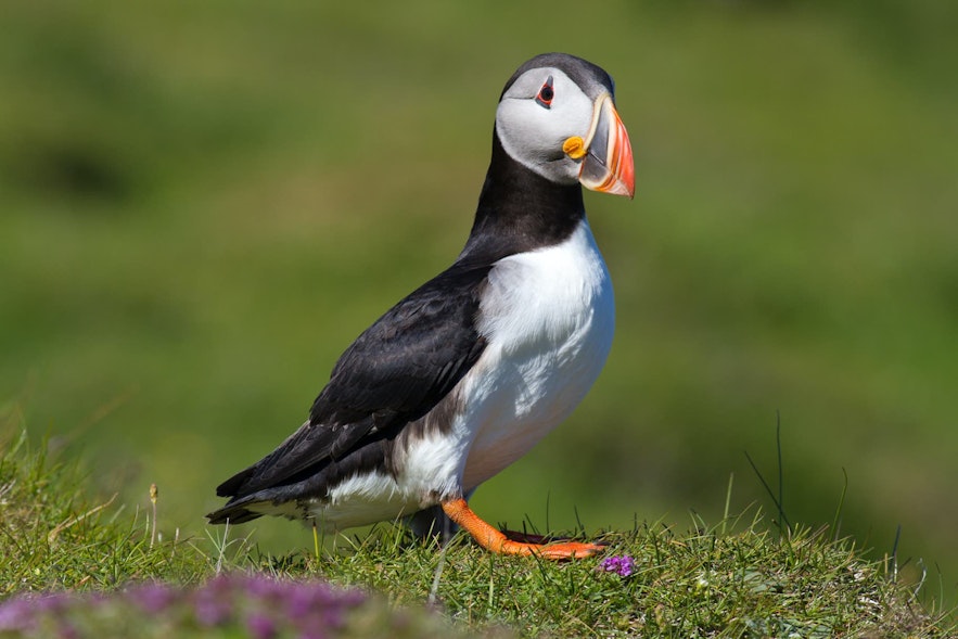 Puffins on Heimaey are a common sight in summer.