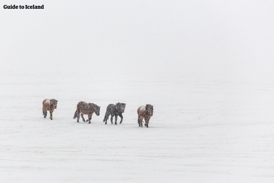 Islandzkie konie przemierzają zaśnieżone pole zimą na Islandii.