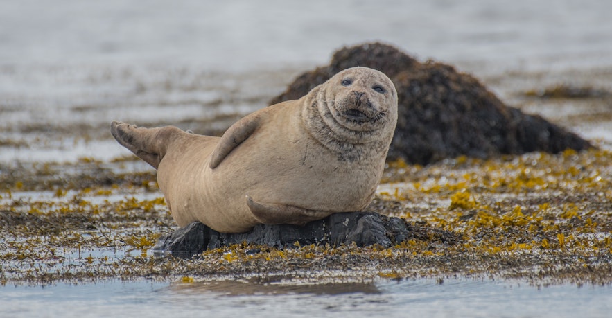 Seals hauling out on the beaches make for great photo opportunities.