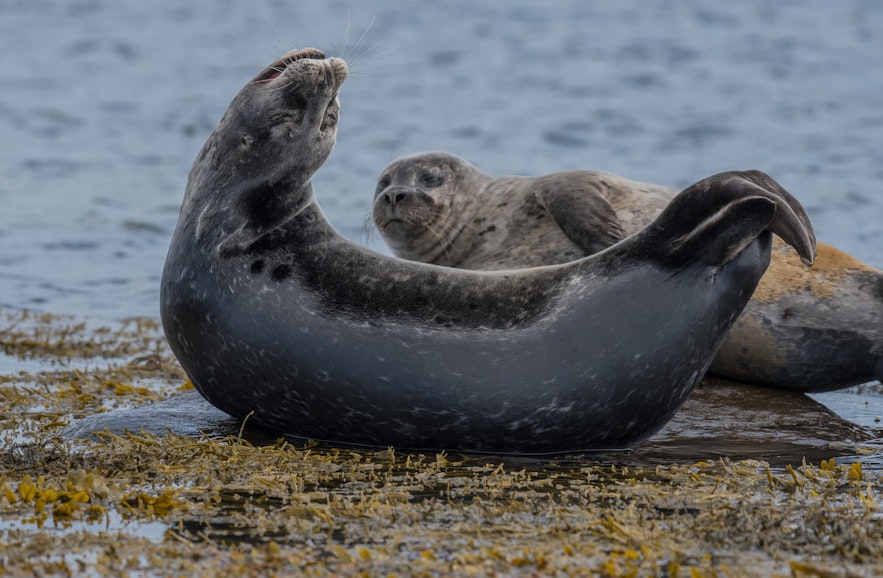 Iceland's seal population is large, but is sadly shrinking.
