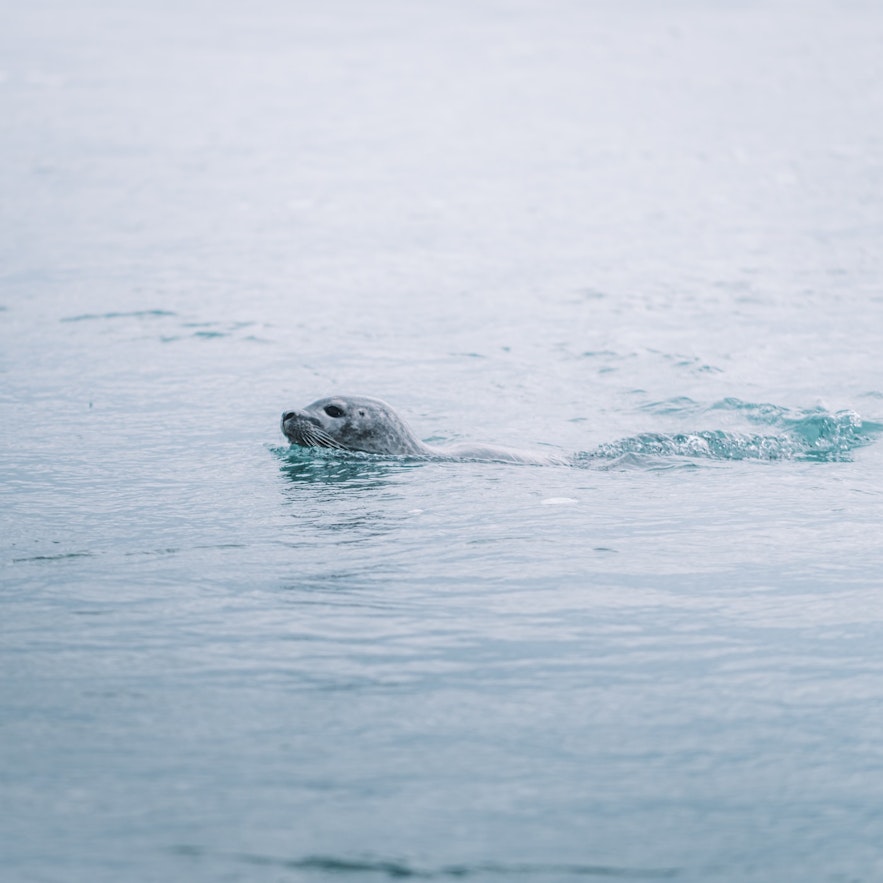 A seal cruises peacefully through the seas of Iceland.