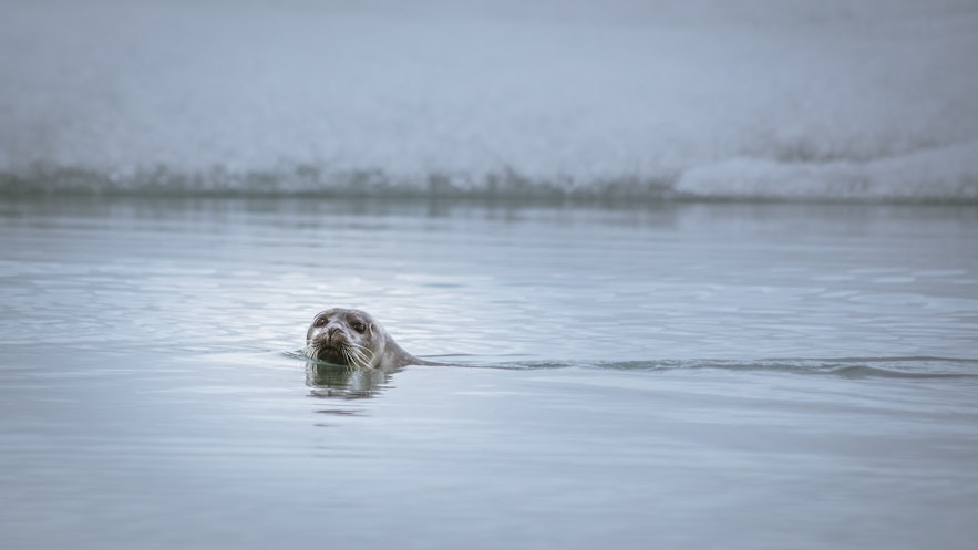 The emotive eyes of seals make it easy to see how myths about Sulkies came about.