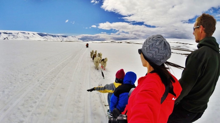 Dog sledding is the perfect means to meet man's best friend whilst in Iceland.