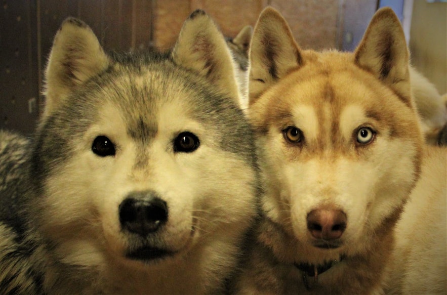 Huskies are widely beloved the world over for their strength, endurance, loyalty and good looks.
