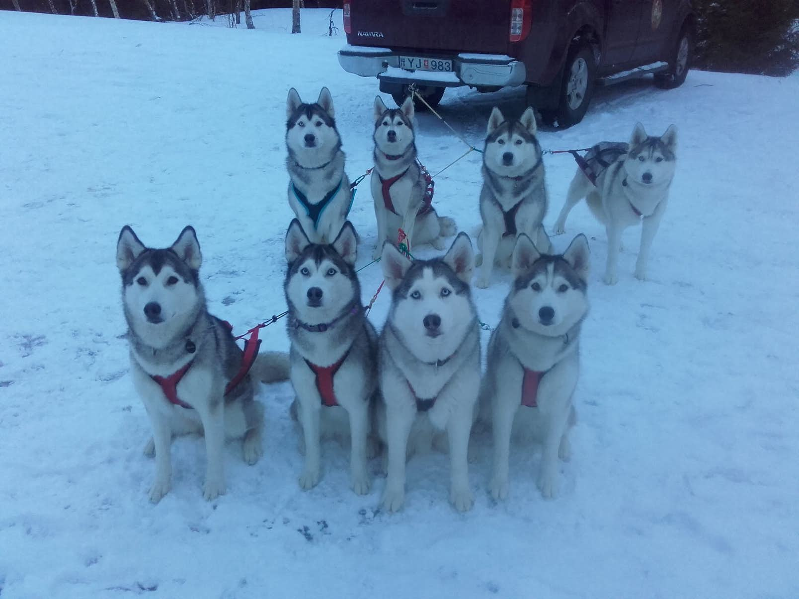 how fast do husky sleds go