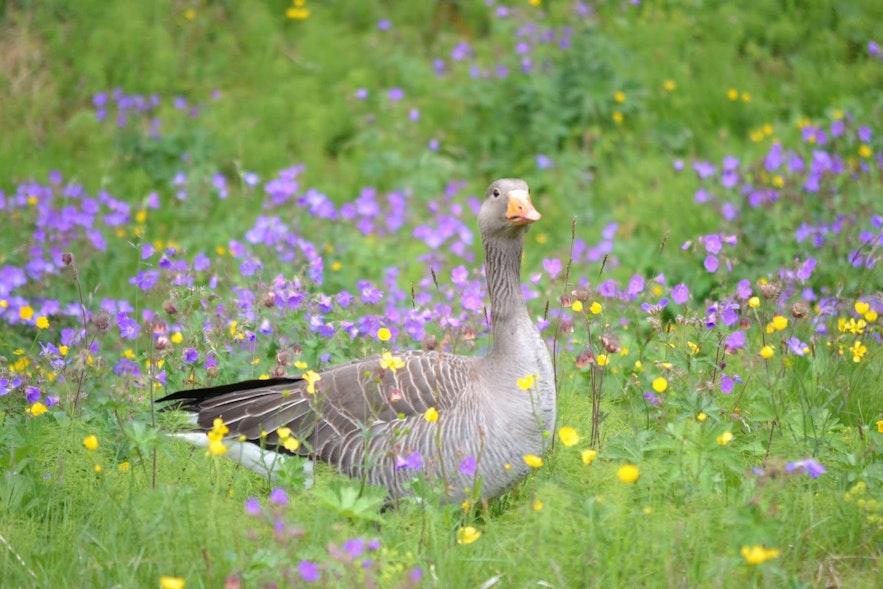 The Graylag goose is present in large numbers in Iceland during hunting season