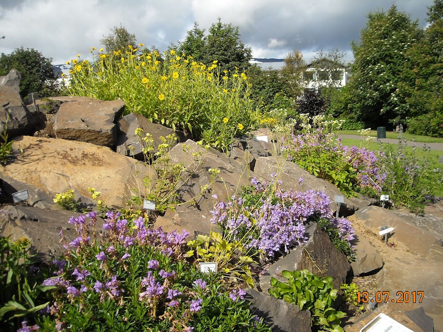 To najbardziej wysunięte na północ ogrody botaniczne, które są jedną z najlepszych rzeczy do zrobienia w Akureyri na Islandii.