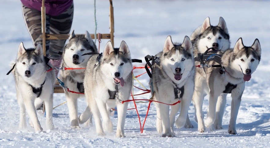 Hundeschlittenfahrten in der Nähe des Mývatn-Sees sind eine Familienaktivität.