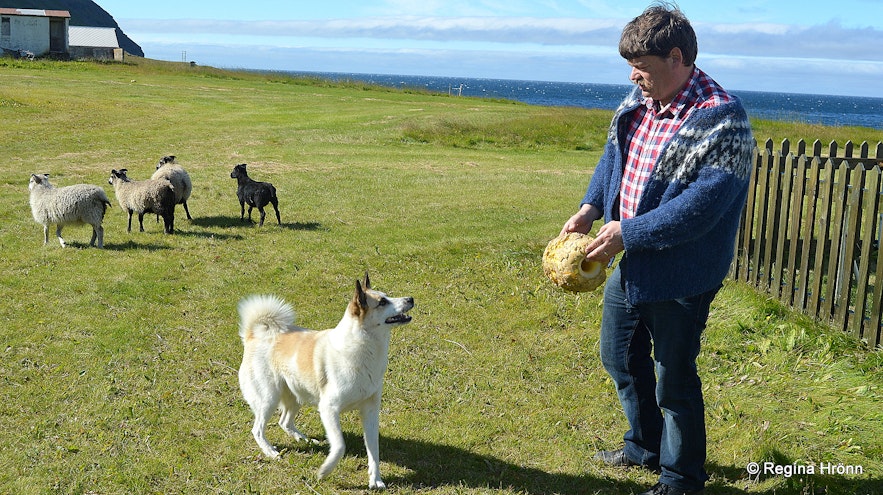 My husband playing with a dog at Ingjaldssandur