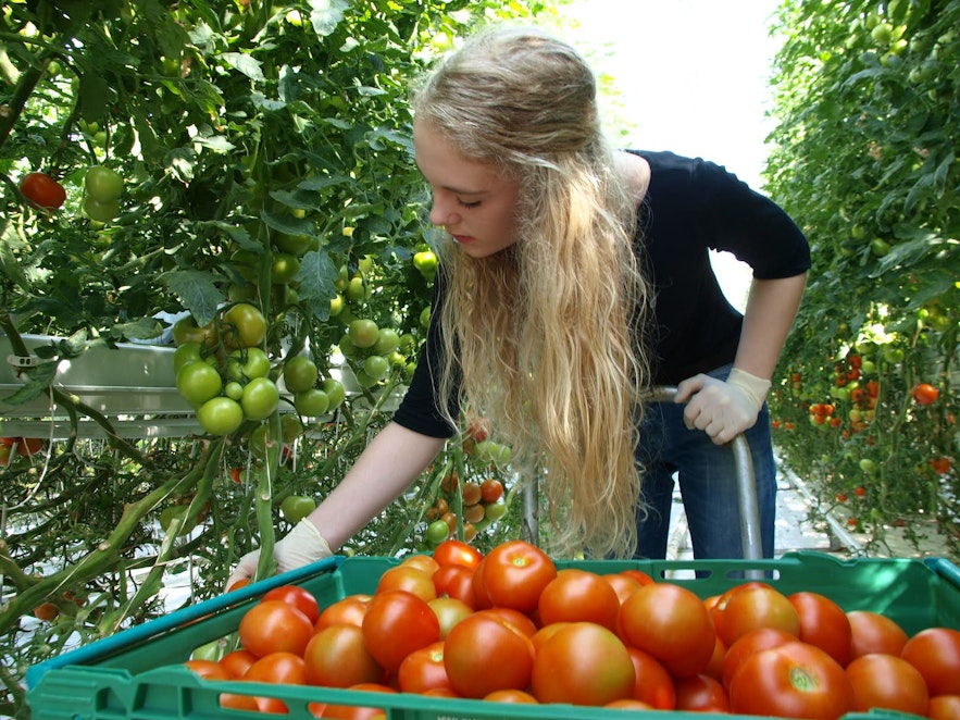 A woman picks tomatoes at Fridheimar in Iceland.