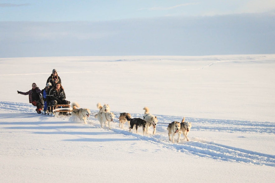 Dog Sledging provides a great opportunity to meet some of the country's furriest friends.