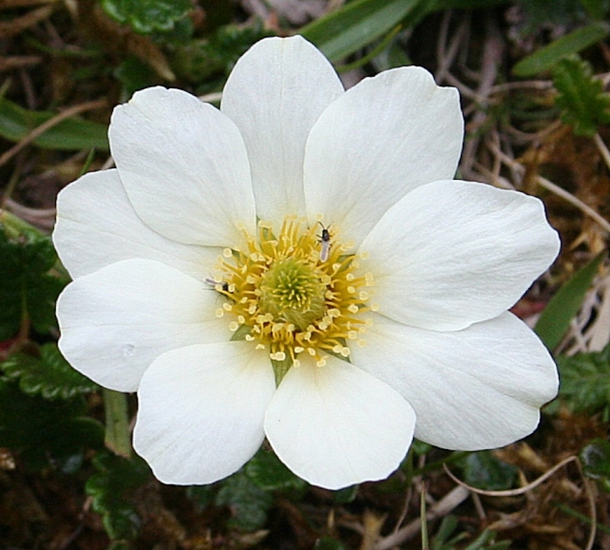 Holtasóley, the national flower of Iceland.