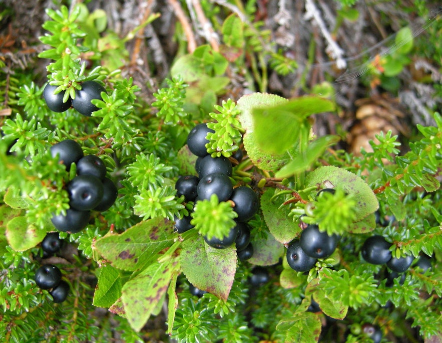 Crowberry and small and black and often bitter to taste.