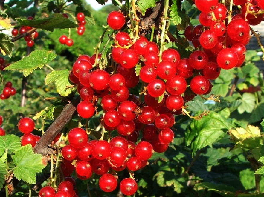 Red currants are popular to make into jelly.