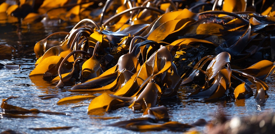 Kelp is also known as Brown Algae and it harvested in the Westfjords in abundance.