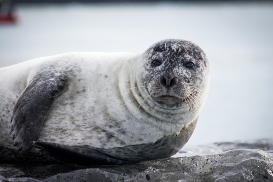 Seals are often interested in Iceland's kayakers.