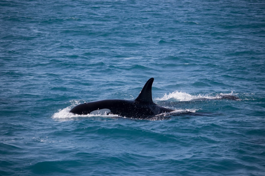 An orca appears in Iceland's waters.