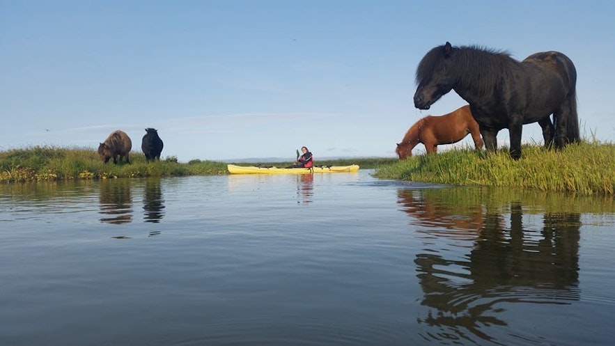 A kayaker passes Icelandic horses.