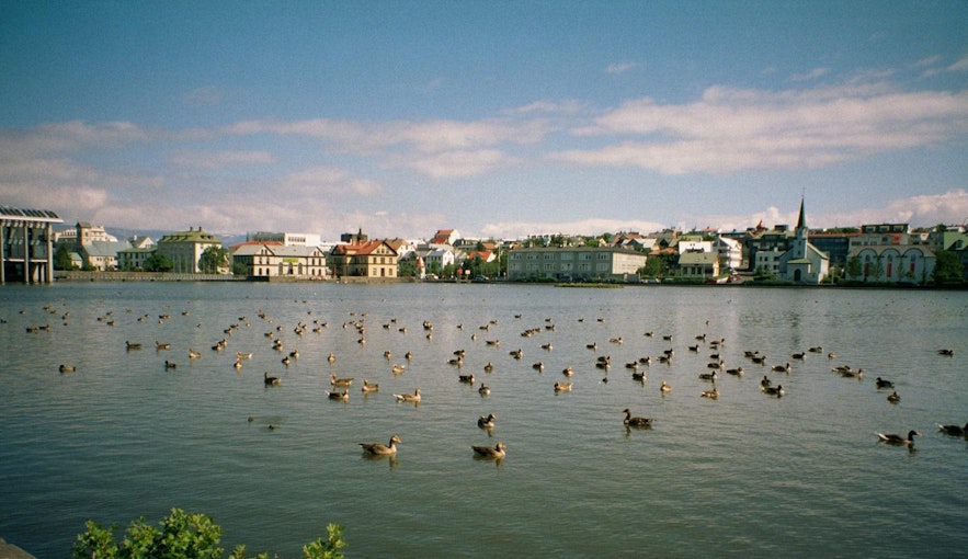 许多大雁聚集在托宁湖。
