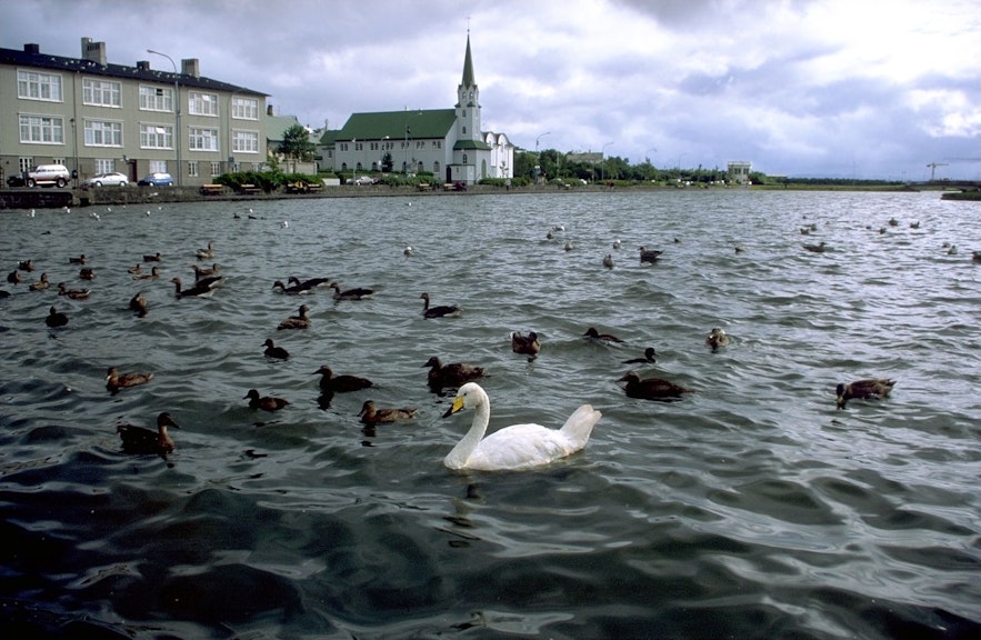 托宁湖有四十多种不同的鸟类，包括北极燕鸥、绒鸭、赤膀鸭、灰雁、海鸥、潜鸭、绿头鸭等。